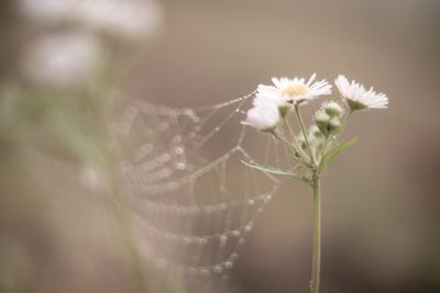 Close-up of white flowers