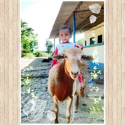 domestic animals