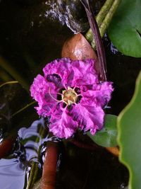 Close-up of pink flowers