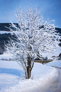 Snow covered tree against clear blue sky