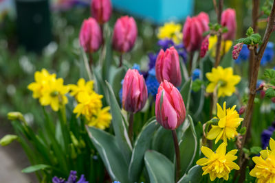 Close-up of pink tulips