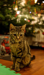 Cat sitting at home against christmas tree