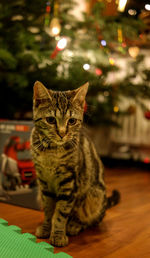 Portrait of cat