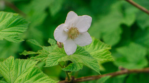 Close-up of white flowering plant