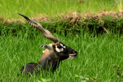 Black buck on grass land