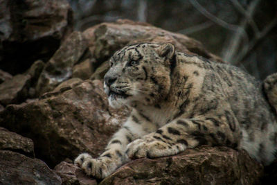 Cat resting on rock in zoo