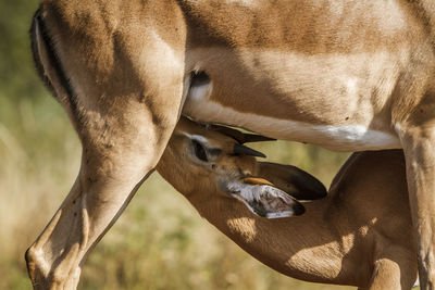 Close-up of a horse