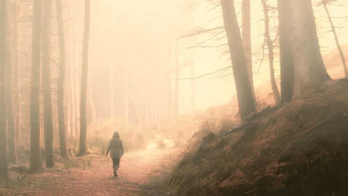 Rear view of man walking in forest