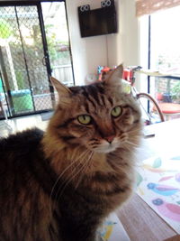Close-up portrait of cat sitting at home