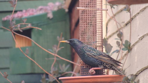 View of bird perching