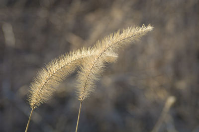 Close-up of reed growing on field during winter