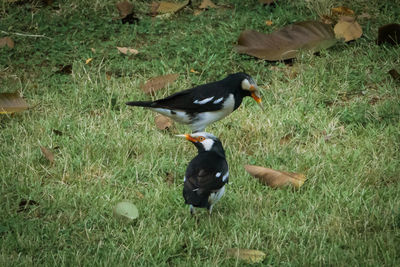 High angle view of mallard duck on field