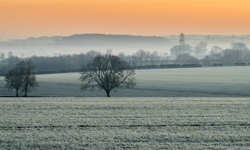 Bare trees against sky during sunset