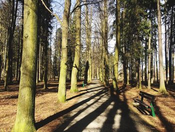 View of trees in forest