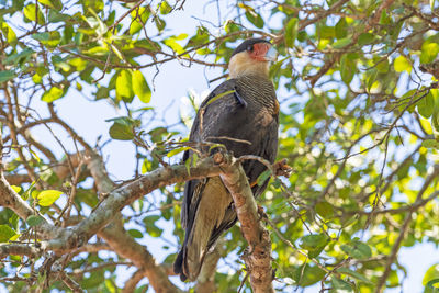 Southern crested caracara in a tree in the pantanal in brazil