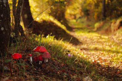 Close-up of mushroom growing on field