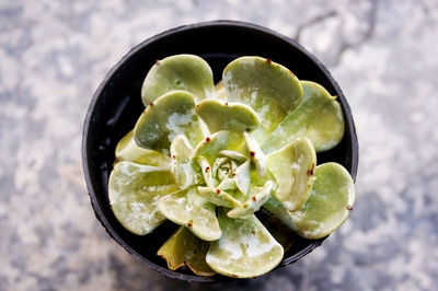 A mini succulent in the shape of a lotus dark green brown with red pointed tips 