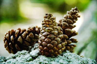 Close-up of pine cone on rock