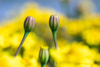 Close-up of yellow flowering plant