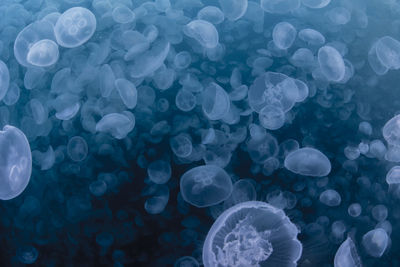 Full frame shot of jellyfish in sea