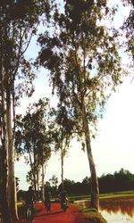 Road passing through trees