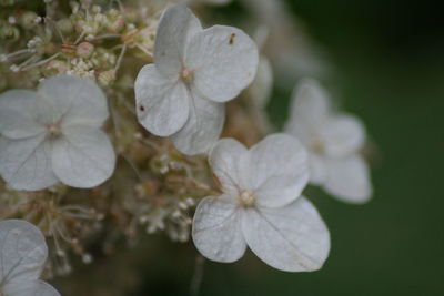 Close-up of white flowers