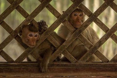 Long-tailed macaques sit looking through trellis window