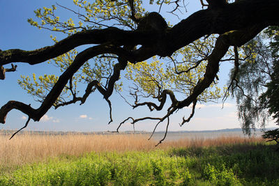 Tree on field against sky