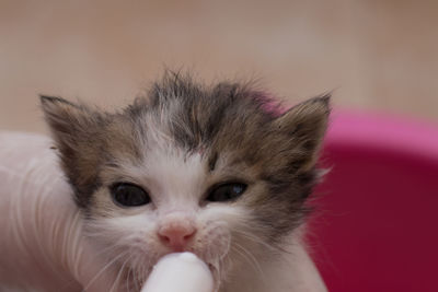 Close-up portrait of a cat