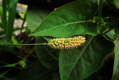 High angle view of flowering plant