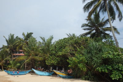 Palm trees by calm sea