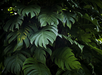 Tropical jungle monstera leaves , swiss cheese leaf tree
