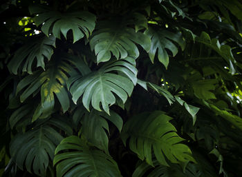 Close-up of green leaves