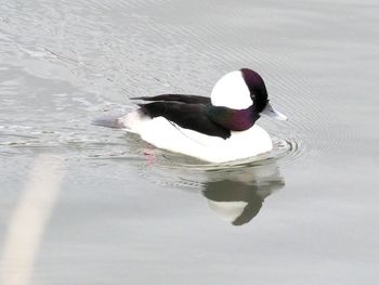 Duck swimming in a lake