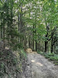 Road amidst trees in forest