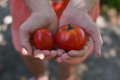 Close-up of man holding tomatoes