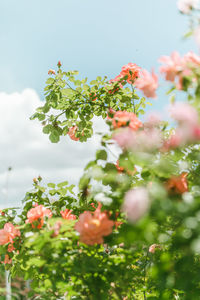 Close-up of red flowering plant