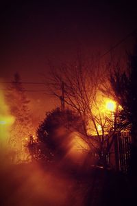 View of illuminated trees at night