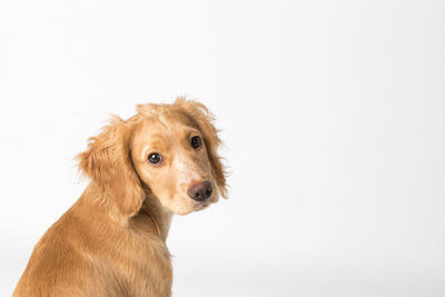 Close-up portrait of dog against white background