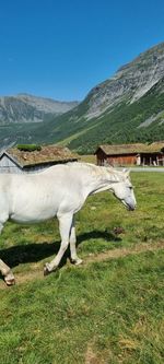 View of horse on field