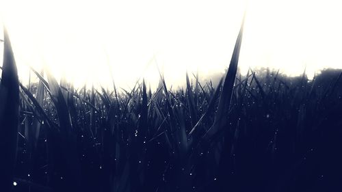 Close-up of crops growing on field against sky