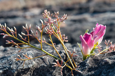 Close-up of pink flowering plants