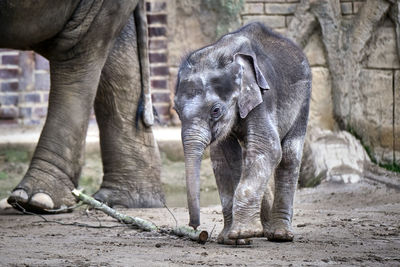 Elephant in zoo