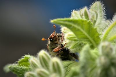Close-up of bee pollinating flower