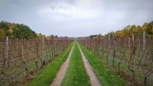 Panoramic view of vineyard against sky