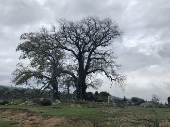 Low angle view of trees on field against sky