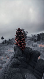 Close-up of pine flower