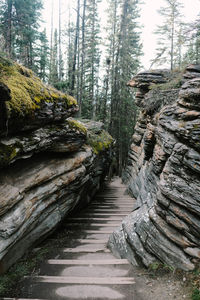 Footpath amidst trees in forest