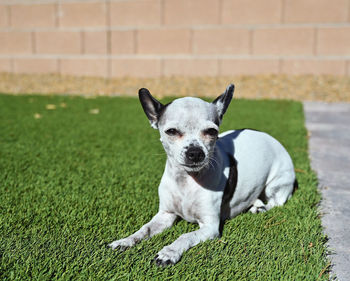 Portrait of dog on grass