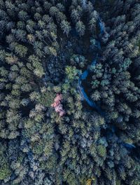 Aerial view of forest